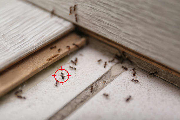 Best Commercial Pest Control Services  in Kittanning, PA
