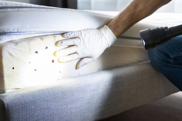 Best Affordable Pest Control Services  in Kittanning, PA