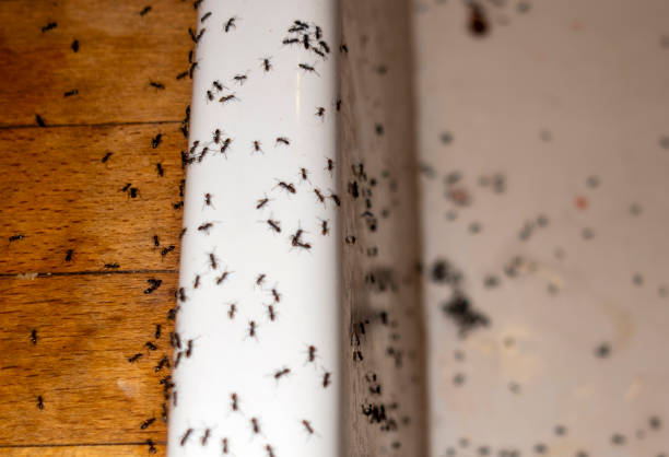 Best Local Pest Control Services  in Kittanning, PA