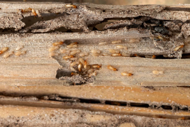 Best Pest Removal Services  in Kittanning, PA